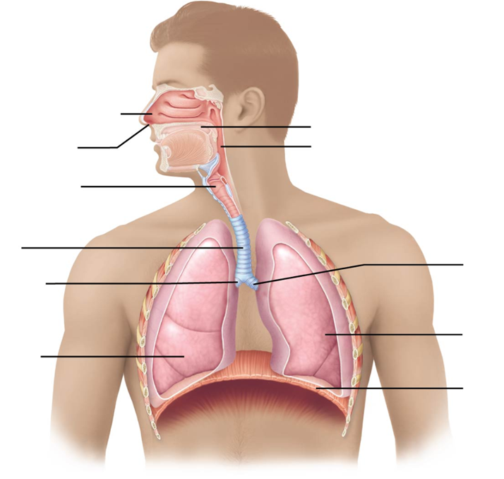 Respi System Respiratory System Diagram And Functions