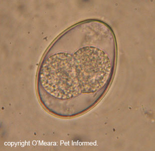 File:Protozoa.png - Wikimedia Commons