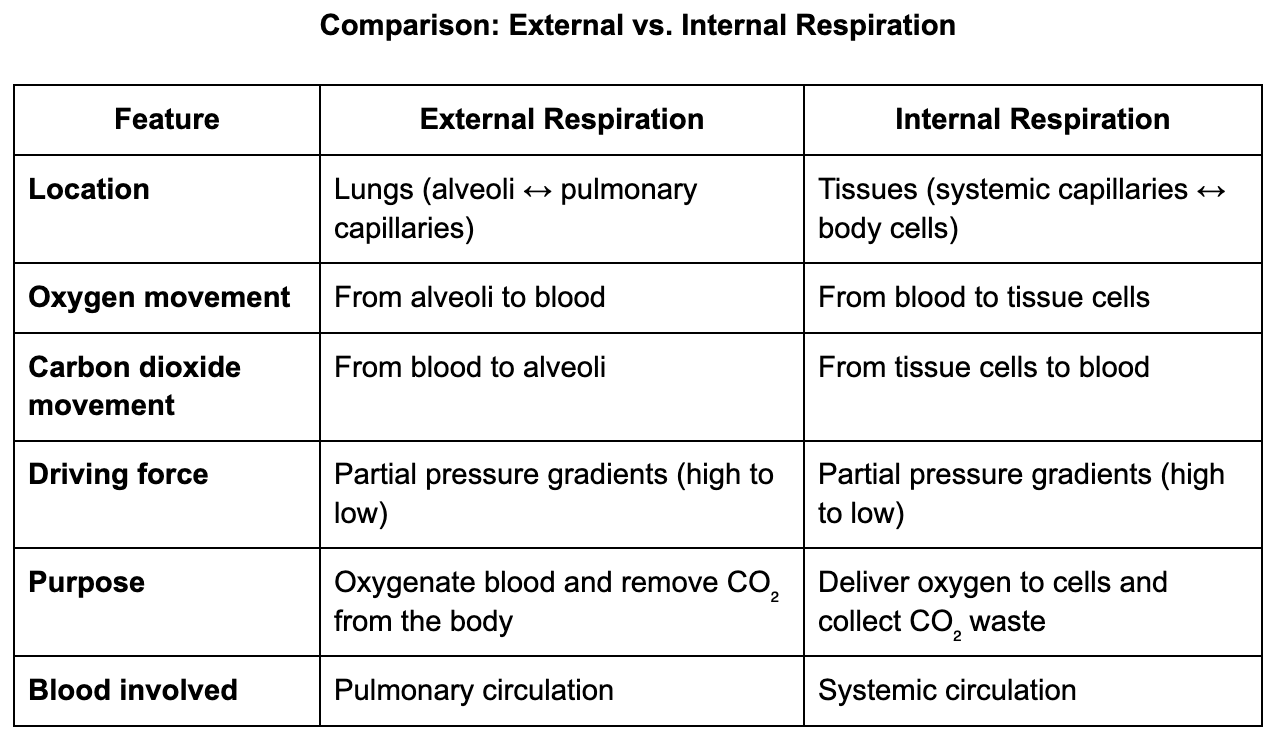 Difference Between External Respiration And Internal Respiration
